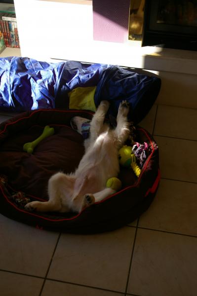 Ma petite dinde